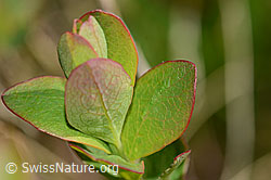 C334953: Heidelbeere (Vaccinium myrtillus)