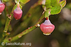 C334954: Heidelbeere (Vaccinium myrtillus)