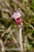 Alpenlattich (Homogyne alpina) (C334958)