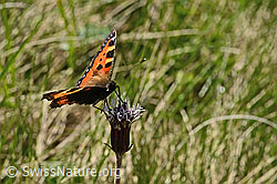 Alpenlattich (Homogyne alpina)