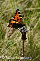 Kleiner Fuchs (Aglais urticae) auf Alpenlattich (Homogyne alpina) (C334966)