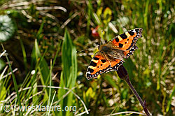 Kleiner Fuchs (Aglais urticae) auf Alpenlattich (Homogyne alpina) (C334968)