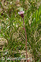 Alpenlattich (Homogyne alpina) (C334969)