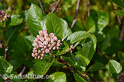 Zwergmispel  (Sorbus chamaemespilus) (C334970)
