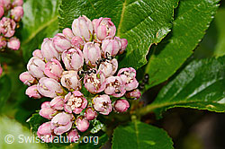Zwergmispel  (Sorbus chamaemespilus) (C334971)