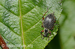 Schwarzer Rüsselkäfer (Otiorhynchus coecus) auf Zwergmispel (Sorbus chamaemespilus) (C334979)