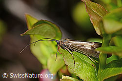 Trichoptera (11.06.2025, C334980)
