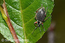 Schwarzer Rüsselkäfer (Otiorhynchus coecus) auf Zwergmispel (Sorbus chamaemespilus) (C334982)