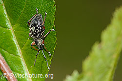 Schwarzer Rüsselkäfer (Otiorhynchus coecus) auf Zwergmispel (Sorbus chamaemespilus) (C334983)