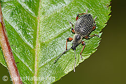 Schwarzer Rüsselkäfer (Otiorhynchus coecus) auf Zwergmispel (Sorbus chamaemespilus) (C334986)