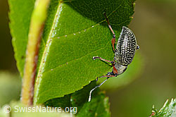 Schwarzer Rüsselkäfer (Otiorhynchus coecus) auf Zwergmispel (Sorbus chamaemespilus) (C334998)