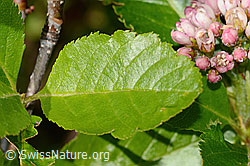 Zwergmispel  (Sorbus chamaemespilus) (C335000)