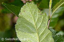 Zwergmispel  (Sorbus chamaemespilus) (C335001)