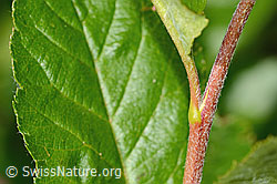 Zwergmispel  (Sorbus chamaemespilus) (C335002)