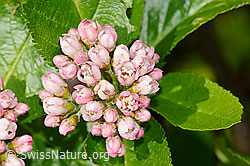Zwergmispel  (Sorbus chamaemespilus) (C335004)