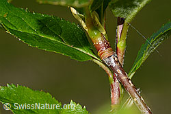 Zwergmispel  (Sorbus chamaemespilus) (C335007)