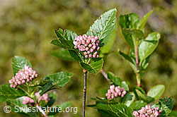 Zwergmispel  (Sorbus chamaemespilus) (C335008)