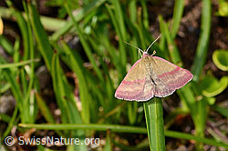 Foto: Kreuzblumen-Bunteulchen (Phytometra viridaria)