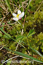 Eisenhutblättriger Hahnenfuss (Ranunculus aconitifolius) (C335022)