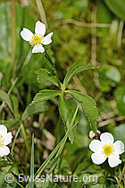 Eisenhutblättriger Hahnenfuss (Ranunculus aconitifolius) (C335023)