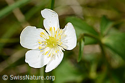 Eisenhutblättriger Hahnenfuss (Ranunculus aconitifolius) (C335024)