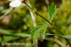 Eisenhutblättriger Hahnenfuss (Ranunculus aconitifolius) (C335025)