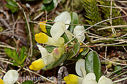 C335030: Buchsblättrige Kreuzblume (Polygala chamaebuxus)