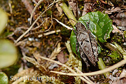 Foto: Zweipunkt-Dornschrecke (Tetrix bipunctata)