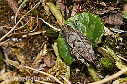 Foto: Zweipunkt-Dornschrecke (Tetrix bipunctata)
