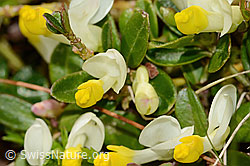 C335037: Buchsblättrige Kreuzblume (Polygala chamaebuxus)