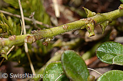 C335038: Buchsblättrige Kreuzblume (Polygala chamaebuxus)