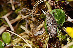 Foto: Zweipunkt-Dornschrecke (Tetrix bipunctata)