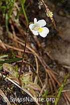 C335069: Alpen-Fettblatt (Pinguicula alpina)