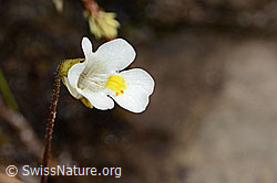 C335070: Alpen-Fettblatt (Pinguicula alpina)