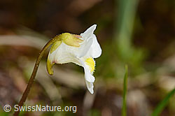 C335071: Alpen-Fettblatt (Pinguicula alpina)