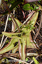 C335090: Alpen-Fettblatt (Pinguicula alpina)