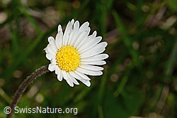 C335091: Alpenmasslieb (Aster bellidiastrum)