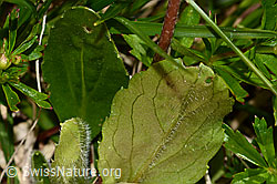 C335092: Alpenmasslieb (Aster bellidiastrum)