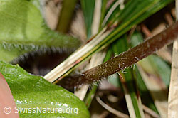 C335094: Alpenmasslieb (Aster bellidiastrum)