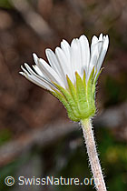 C335095: Alpenmasslieb (Aster bellidiastrum)