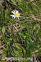 C335098: Alpenmasslieb (Aster bellidiastrum)