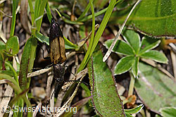Kupferfarbener Kammhorn-Schnellkäfer (Ctenicera cuprea) (C335122)