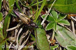 Kupferfarbener Kammhorn-Schnellkäfer (Ctenicera cuprea) (C335124)