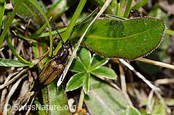Kupferfarbener Kammhorn-Schnellkäfer (Ctenicera cuprea) (C335126)