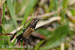 Kupferfarbener Kammhorn-Schnellkäfer (Ctenicera cuprea) (C335129)
