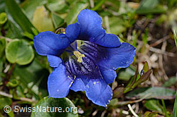 Gentiana clusii (11.06.2025, C335138)