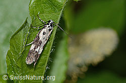 Ethmia quadrillella (Grasminiermotte) (C338132)