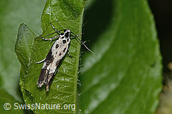 Ethmia quadrillella (Grasminiermotte) (C338134)