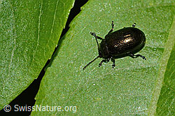 Kleiner Weidenblattkäfer (Phratora vitellinae) (C338138)