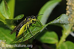 Grünschwarze Blattwespe (Tenthredo mesomela) (C338157)